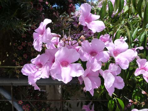 Pandorea Jasminoides ‘southern Belle Gardening With Angus