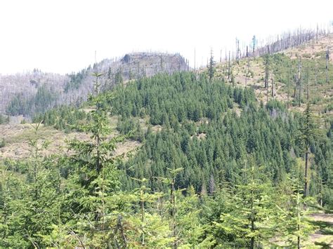 Illahee Lookout Trail Oregon Alltrails