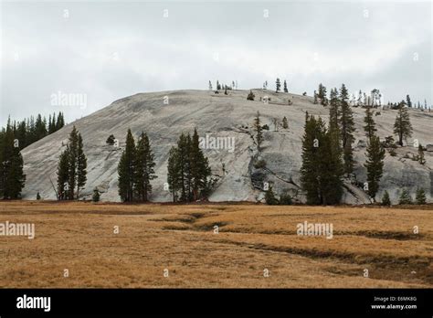 Ponderosa Pine Trees Pinus Ponderosa Growing On A Large Granite