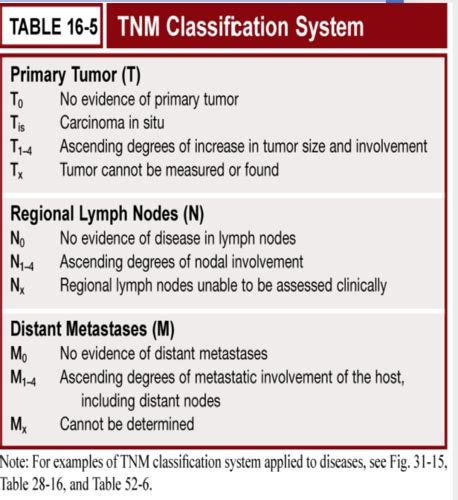 Cancer Exam Questions Flashcards Quizlet