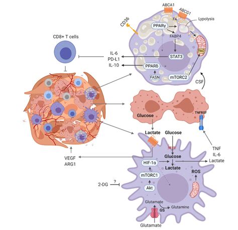 Metabolic Pattern Of General Tumor Associated Macrophage Depending On