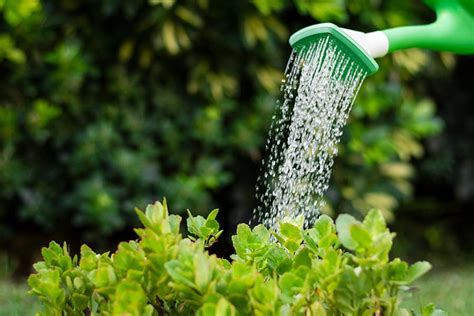 Consejos Para Regar Las Plantas Y Cuidar El Agua Centro De