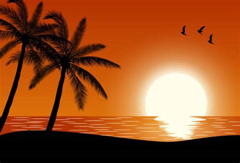 130 Shadow Palm Trees Tropical Beach Cartoon Stock Illustrations