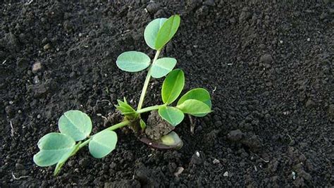 【家庭菜園】【落花生の育て方】｜種まきから収穫までのポイントやよくある疑問 植物とあなたをつなぐplantia