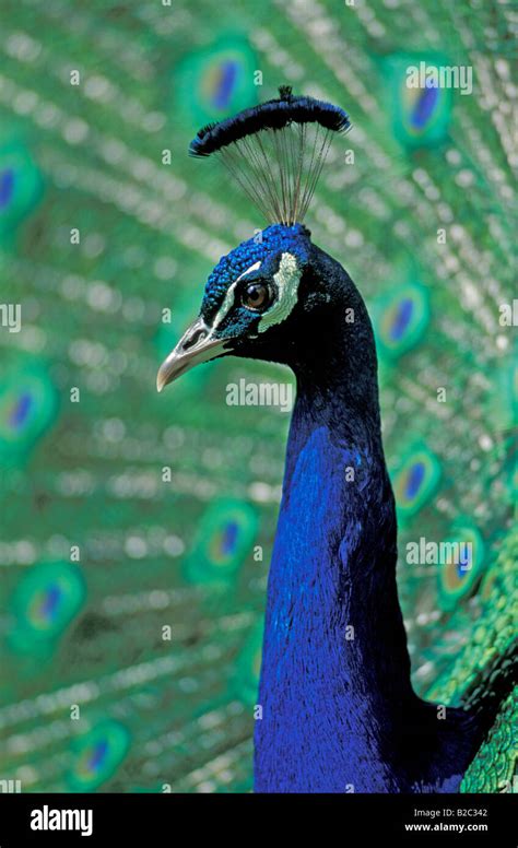 Indian Peacock Portrait Hi Res Stock Photography And Images Alamy