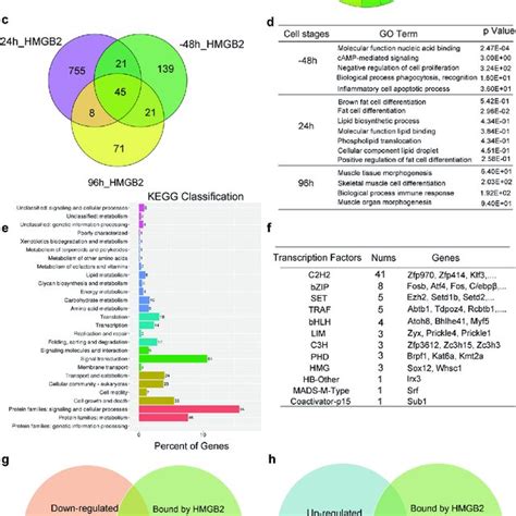 Analysis Of Hmgb2 Binding Targets At Different Stages Of Adipogenesis Download Scientific