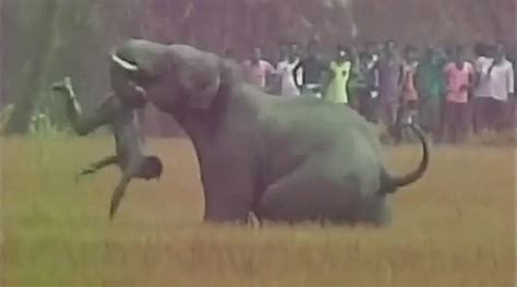 Elephant Brutally Attacks A Man In West Bengal Video The Indian Express