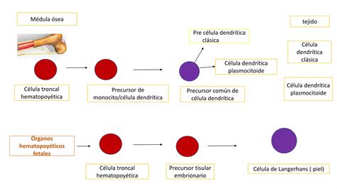 células presentadoras de antígenos PPT