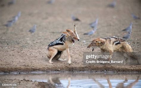 Jackal Fighting Photos And Premium High Res Pictures Getty Images