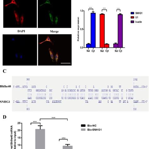 Snhg Stabilizes Bhlhe Mrna Via Rna Rna Interaction A Subcellular