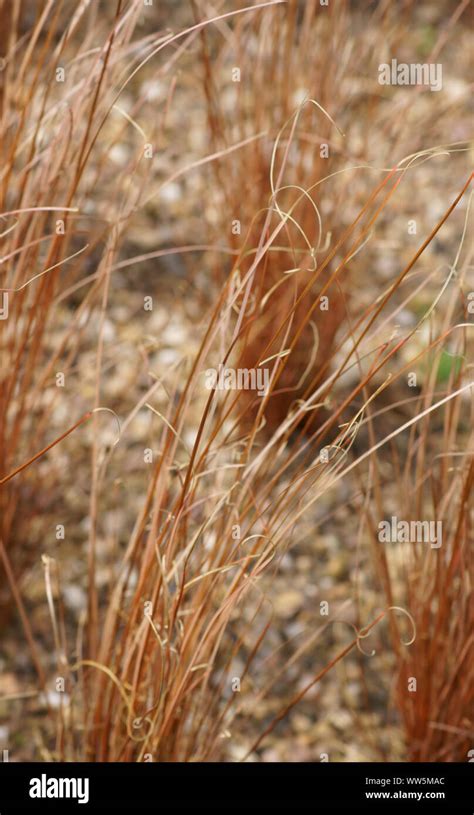 Close Up Of Grasses Fox Red Curly Sedge On A Stony Ground Stock Photo