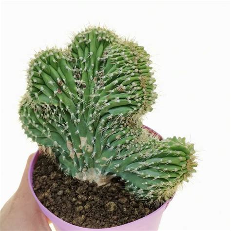 Neobuxbaumia Euphorbioides F Crestata 14 Cm Cactaceae Giromagi