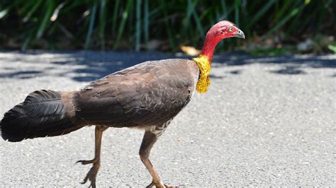 A Bush Turkey Has Built A Giant Nest On Top Of Two Water Meters In