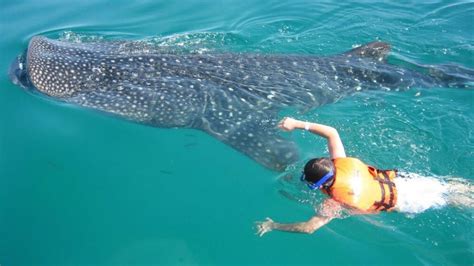 Holbox La Isla Del Caribe Para Nadar Con Tiburones Ballena Y Sentirse