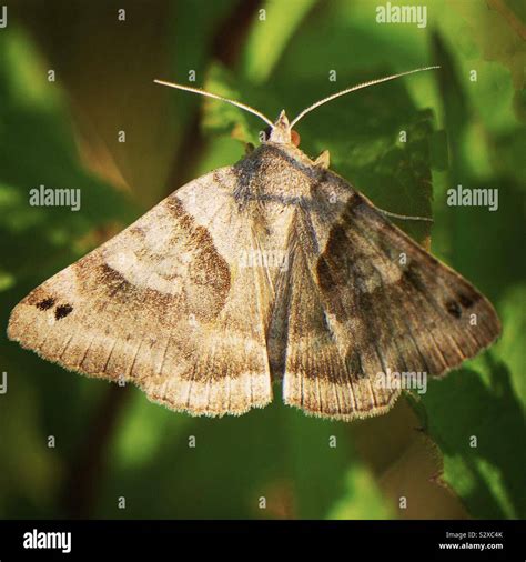 Forage Looper Moth Stock Photo Alamy