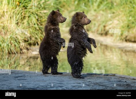 USA, Alaska, Katmai National Park, Coastal Brown Bear Spring Cubs ...