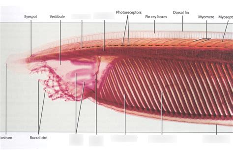 Internal Anatomy Of Lancelet Anterior End Diagram Quizlet