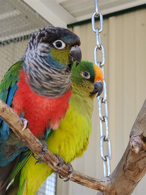 Millie Crimson Bellied Conure Exotic Avian Sanctuary Of Tennessee