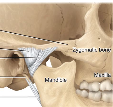 A P Joints Lab Temporomandibular Joint Diagram Quizlet