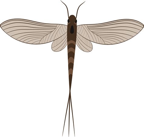 Mayfly Top View D Illustration Vector Art At Vecteezy