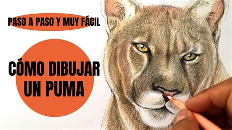 Te digo Cómo se Dibuja Un Puma realista Paso a Paso Muy fácil YouTube