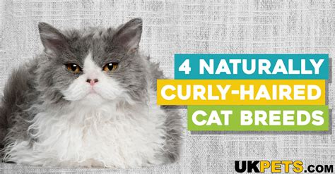 Naturally Curly Haired Cat Breeds Ukpets