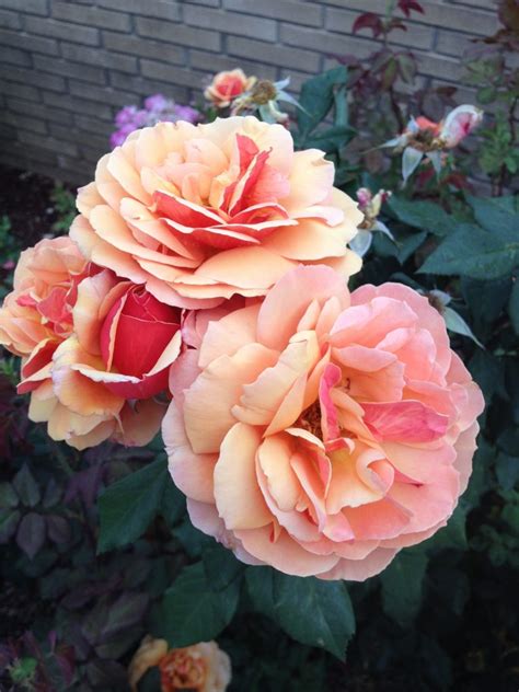 Drought Tolerant Roses The Smarter Gardener