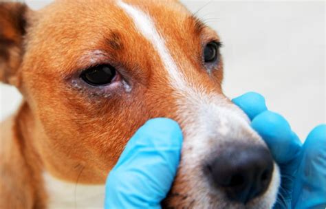 Conjuntivitis En Perros Causas Frecuentes S Ntomas Y Tratamiento The