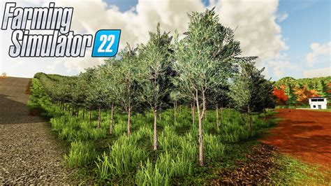 PLANTANDO AS OLIVEIRAS DOS GURI Os Guri Farming Simulator 22 EP