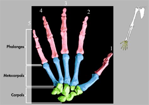 Positioning 1 Chapter 5 Upper Extremity Digits Hand And Wrist