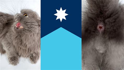 Meet The Cat Whose Butthole Inspired The New Minnesota State Flag Wisconsin News Today