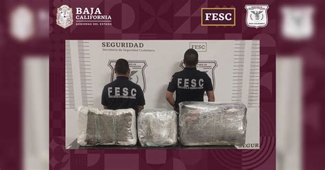 Asegura FESC 24 Kilos De Marihuana En Tijuana Uniradio Informa