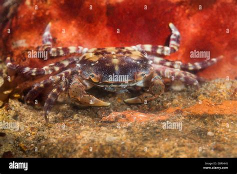 Japanese shore crab, Asian shore crab, Pacific crab (Hemigrapsus ...