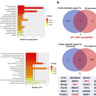 Putative Regulation Of Erna Biogenesis In Sle Pbmcs A Putative