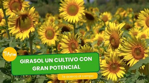 Girasol Un Cultivo Con Gran Potencial Tvagro Por Juan Gonzalo Angel