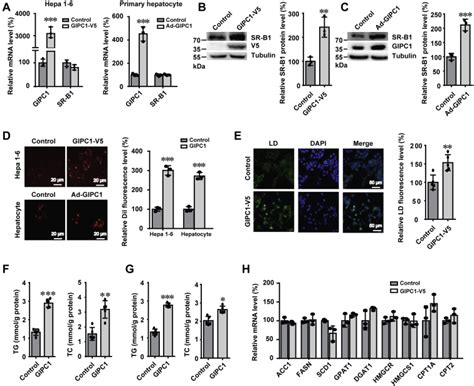 The Adaptor Protein Gipc Stabilizes The Scavenger Receptor Sr B And