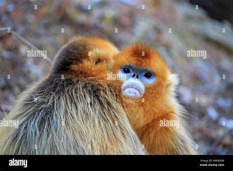 China Shaanxi Province Qinling Mountains Golden Snub Nosed Monkey