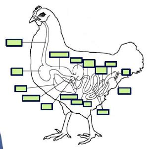 Avian Digestive System Diagram Quizlet