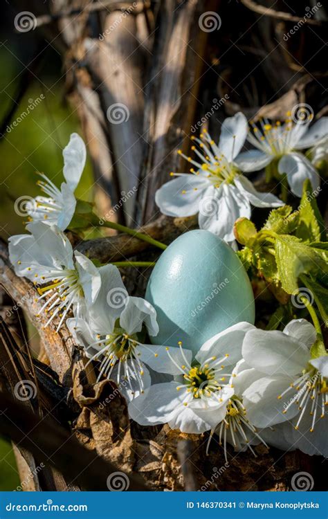 Grajo Azul Del Huevo Y Ramas De Florecimiento De Un Cerezo La Jerarqu A