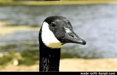 Goose GIFs - Find & Share on GIPHY