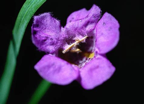 Agalinis Purpurea Orobanchaceae Image At Phytoimages Siu Edu