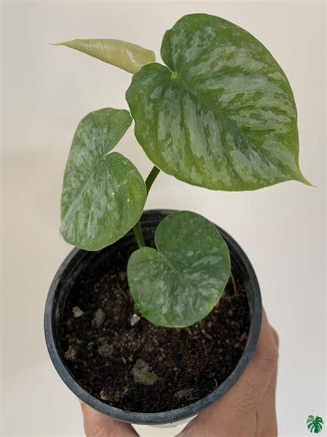 Buy Philodendron Brandtianum Wild Form Peppyflora