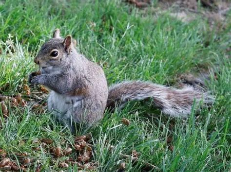 Do Squirrels Really Eat Cicadas How Do Squirrels Catch Cicadas