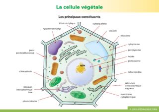 La Cellule V G Tale Semae P Dagogie