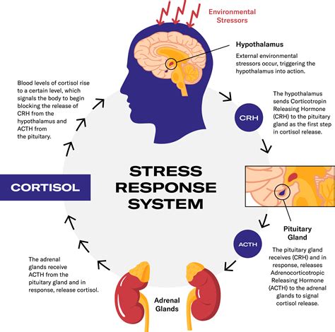 What Is Cortisol The Science Of Cortisol And How You Can Balance It