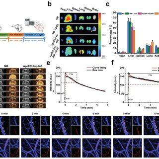 In Vivo Brain Microvessel Binding Of Microbubbles A Schematic Of The