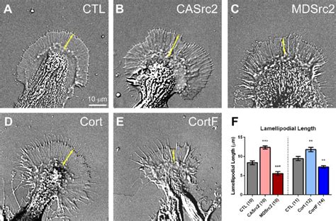 Src And Cortactin Increase The Length Of Lamellipodia A E Dic