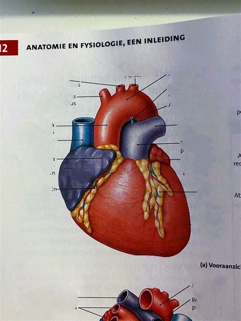 Diagram A Hart Anterior Quizlet