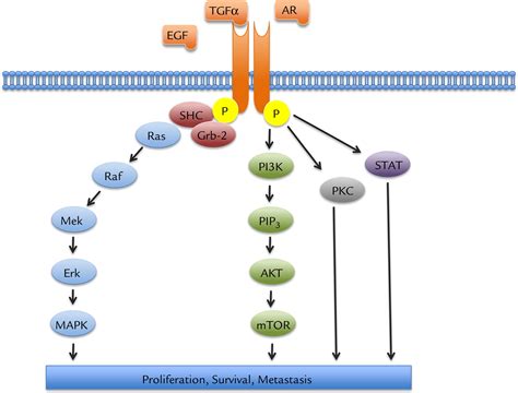 Epidermal Growth Factor Receptor Pathway Therapies And Pipeline