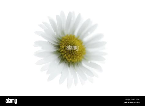What the Daisy Blooms Are Secretly Telling Us - ilafykg